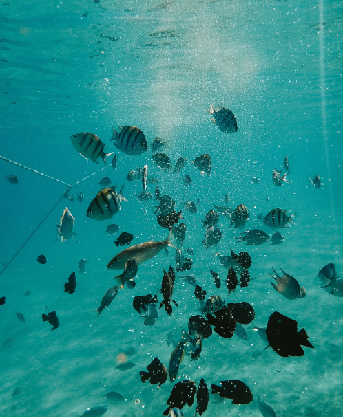 poissons